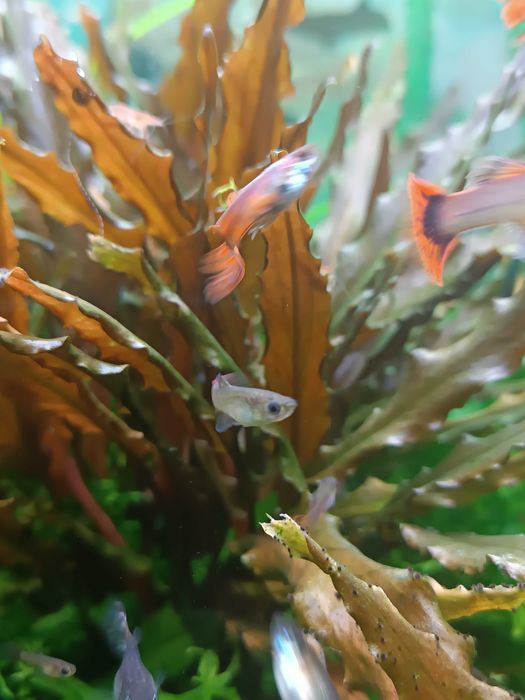 rybki akwariwe gupiki