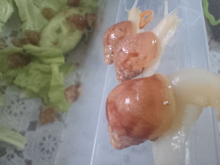 Улитки Ахатины коричневые и белые