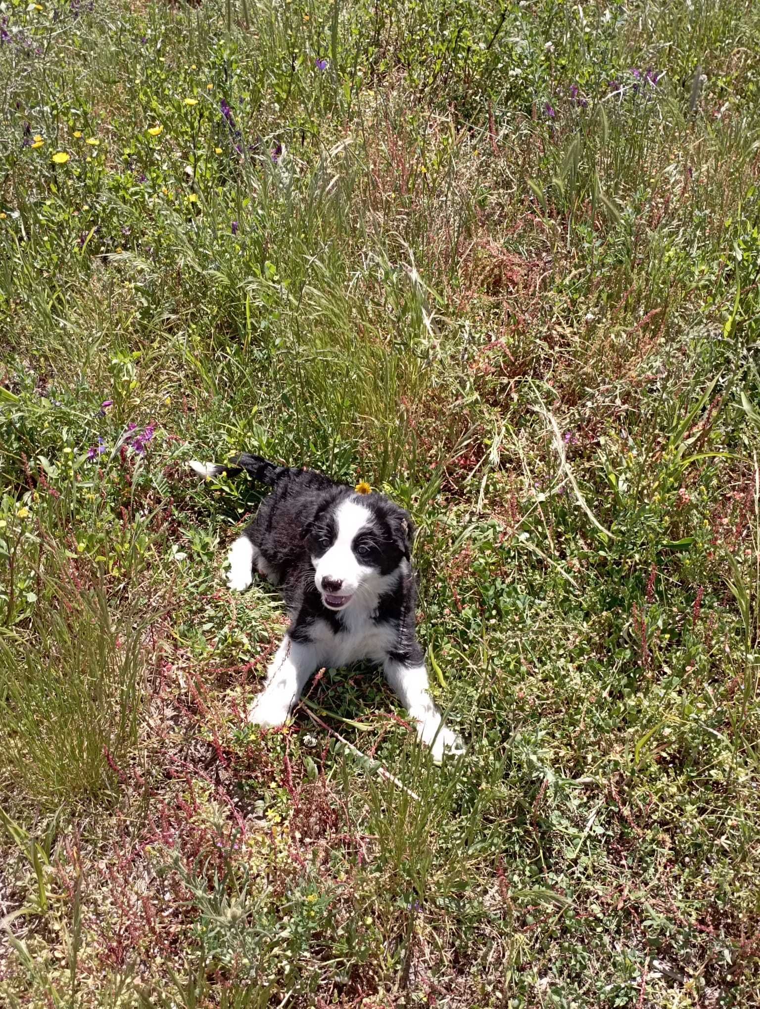 border collie macho