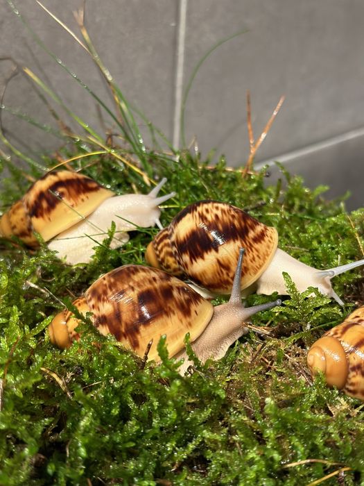 ślimaki afrykańskie Archahatina Marginata Ovum albino body i nominal