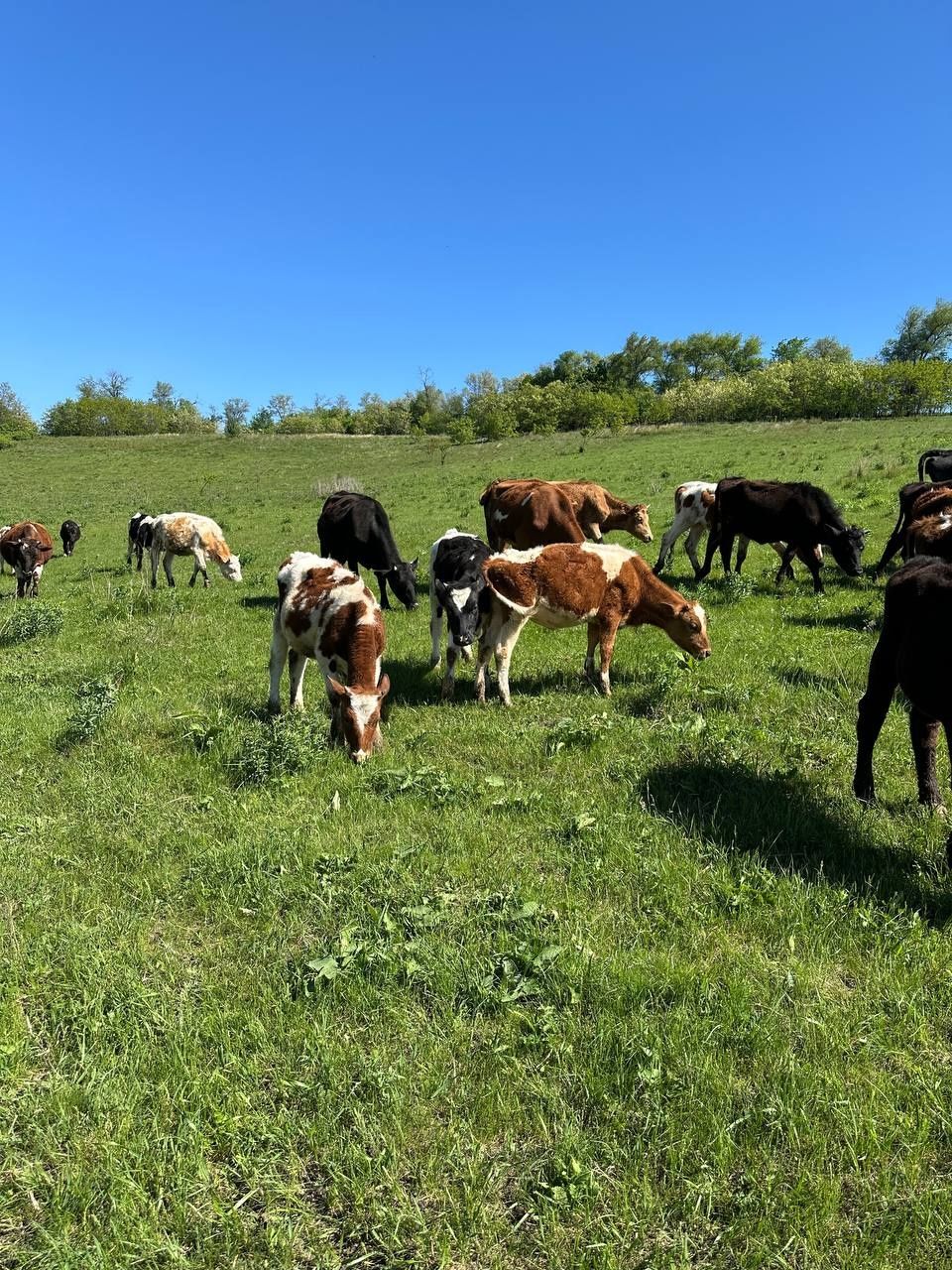 Коровы тёлки бычки корова
