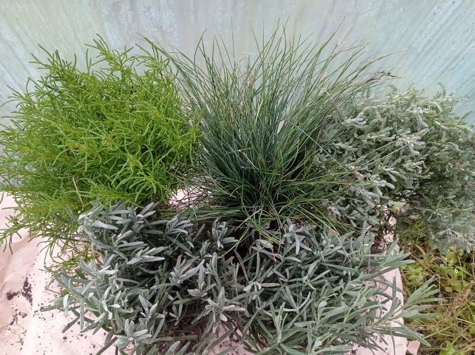 Набір, спеціальна пропозиція