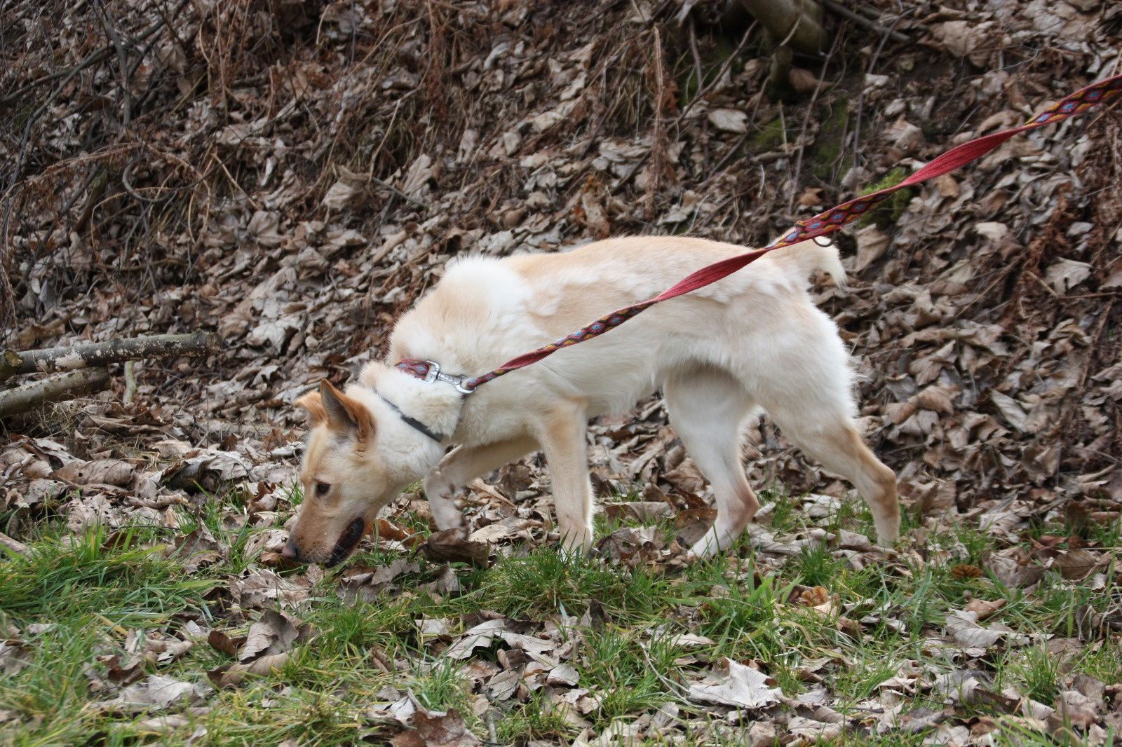 Suczka Sonia do adopcja. Oddam psa