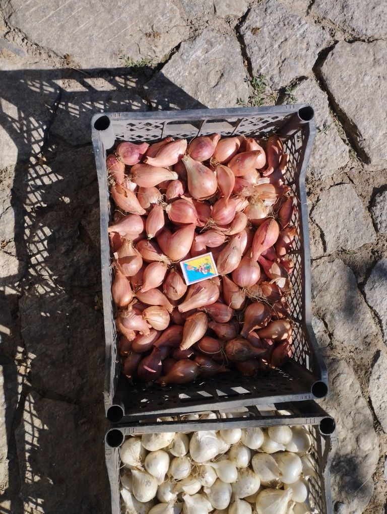 Продам цибулю кущівку.
