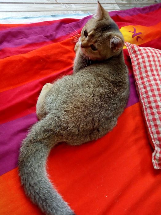 Акція вихідного дня Золоті шотландські котики