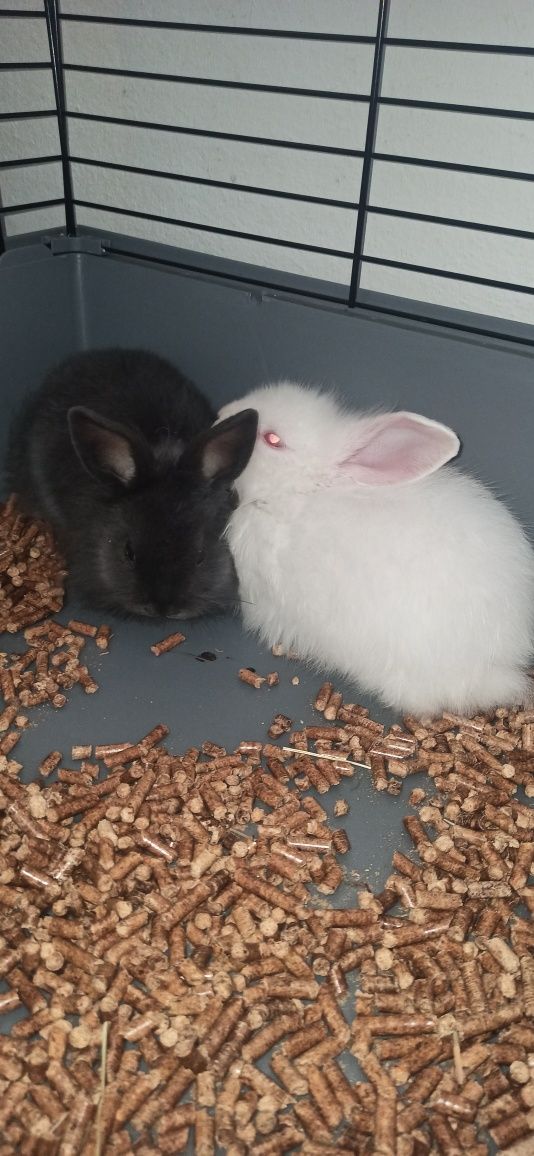 Coelhos para adoção