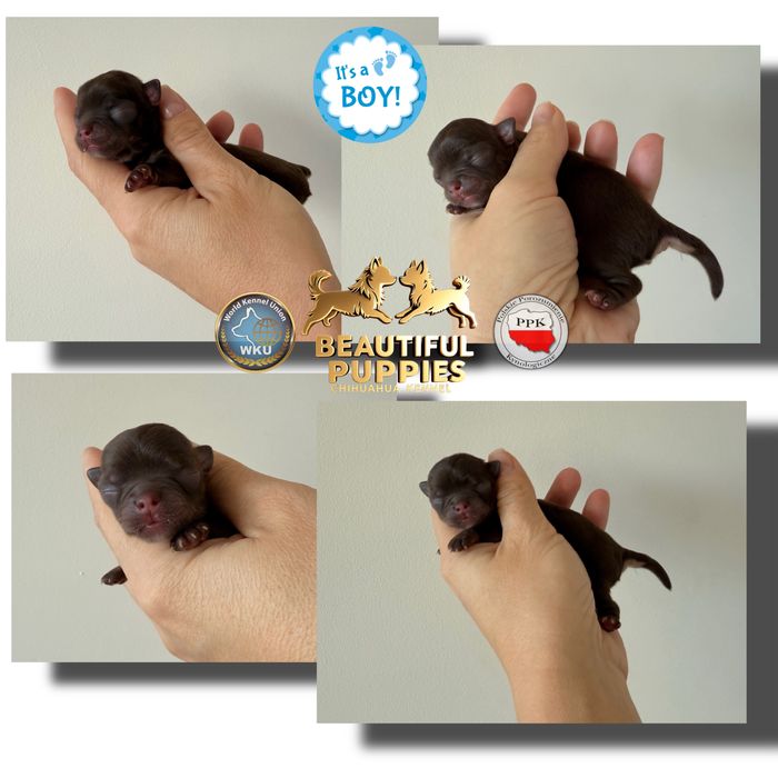 Chihuahua czekoladowy