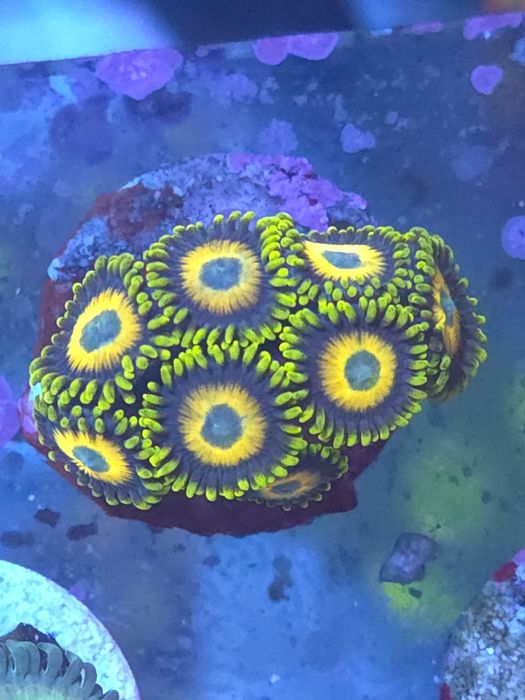 Zoas, corais de água salgada