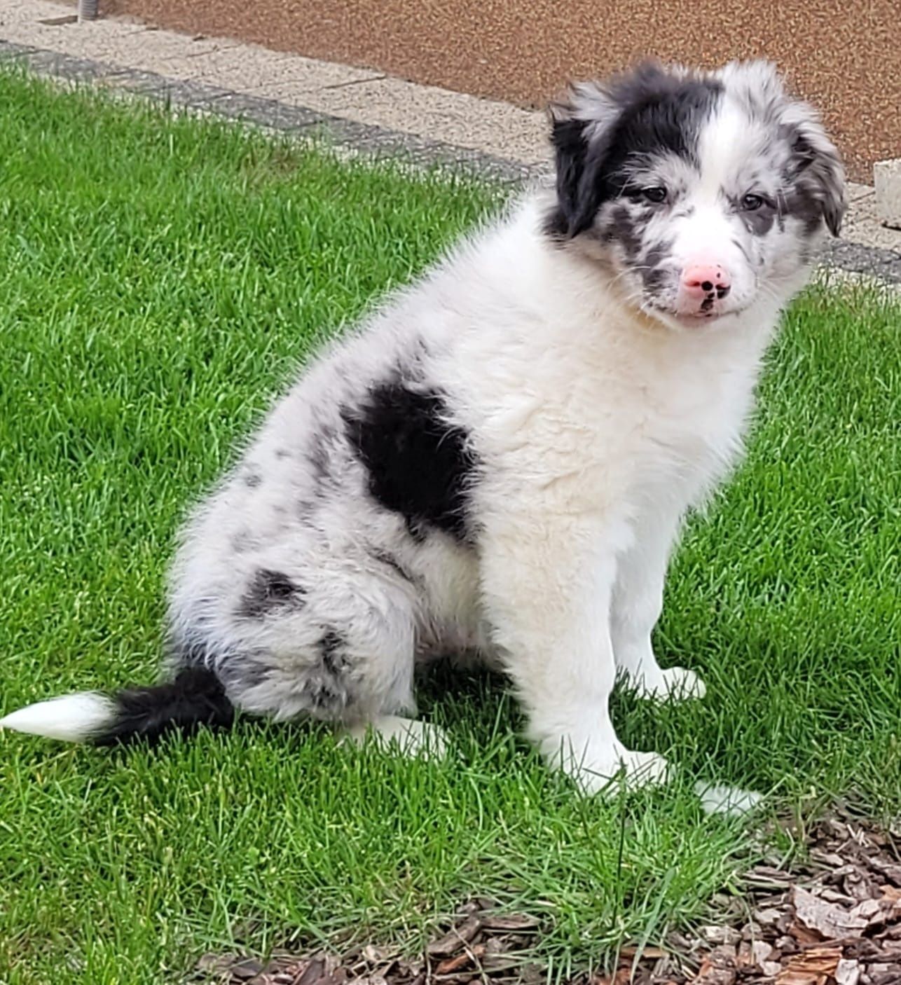 Border Collie Szczeniak