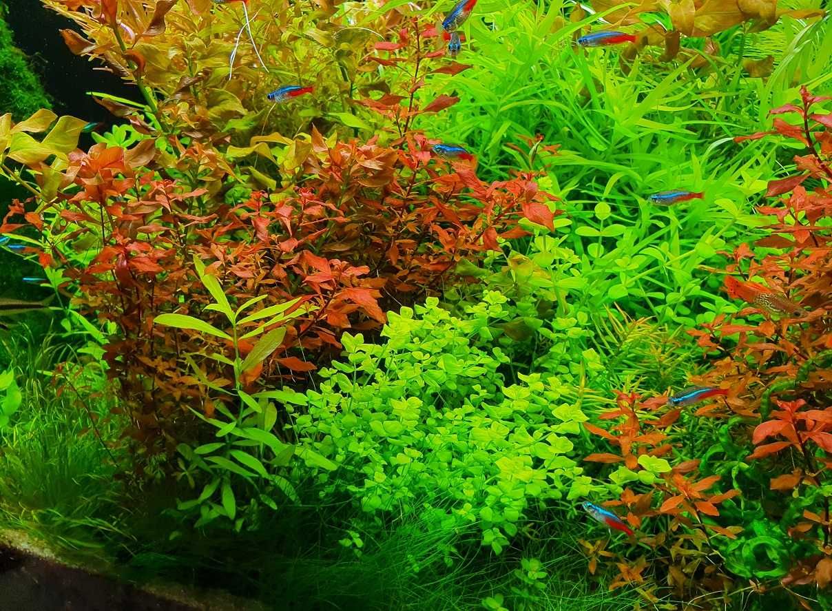 Ludwigia mini super RED (2 plan CZERWONA!)