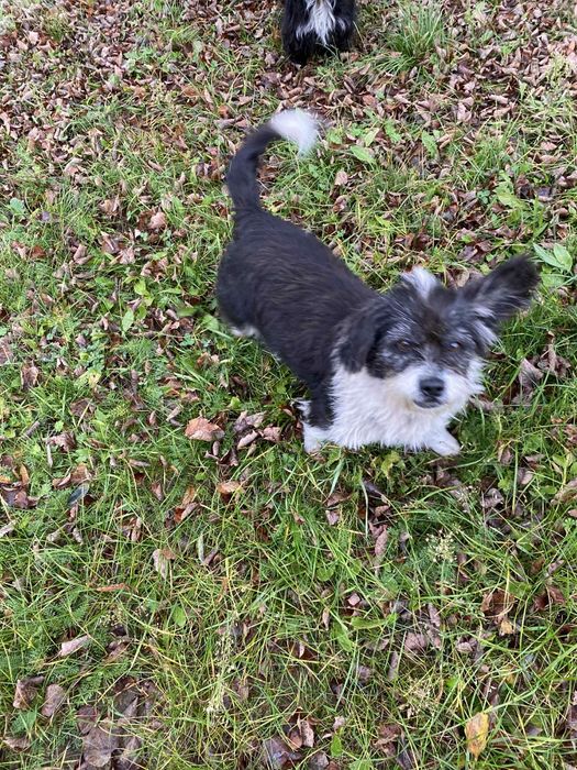 Znalezione dwa pieski