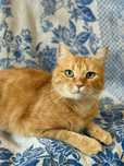 Кастрований вакцинований котик Мілкуша