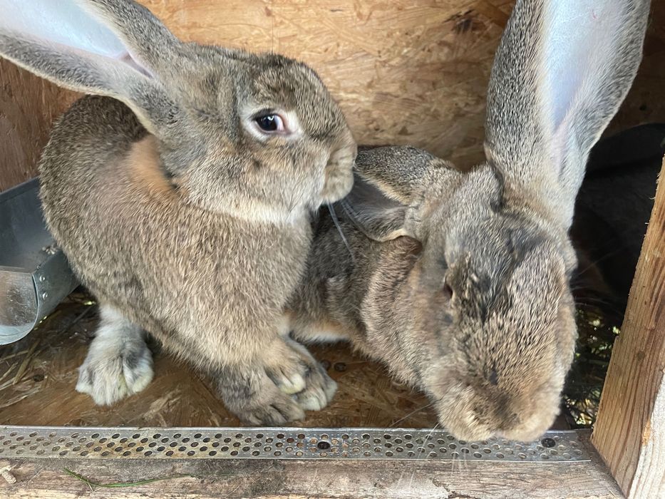 Króliki olbrzym belgijski