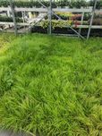 Rozplenica Hameln Gold