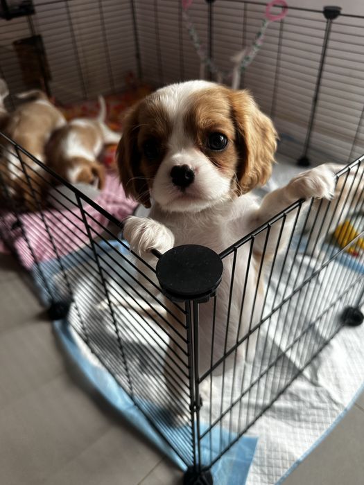 Cavalier King Charles Spaniel blenheim