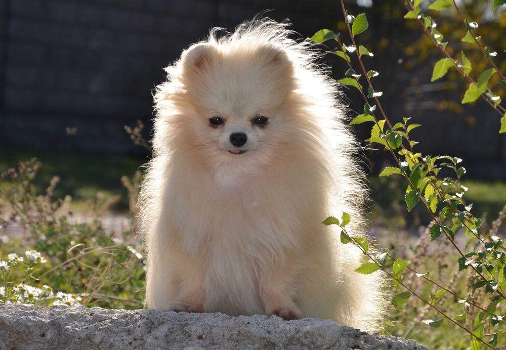 Мини девочка в семью.