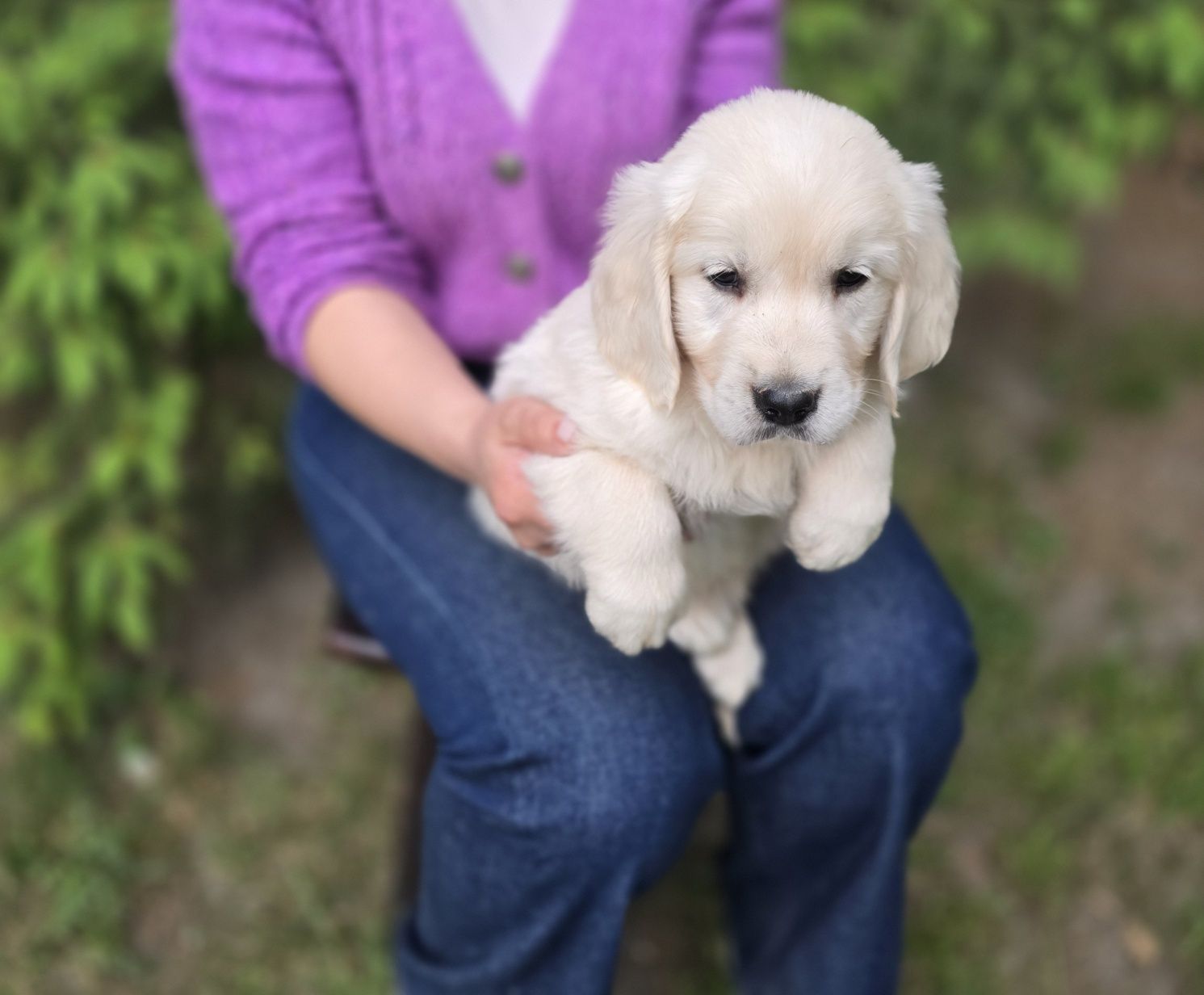 Golden retriever szczeniak
