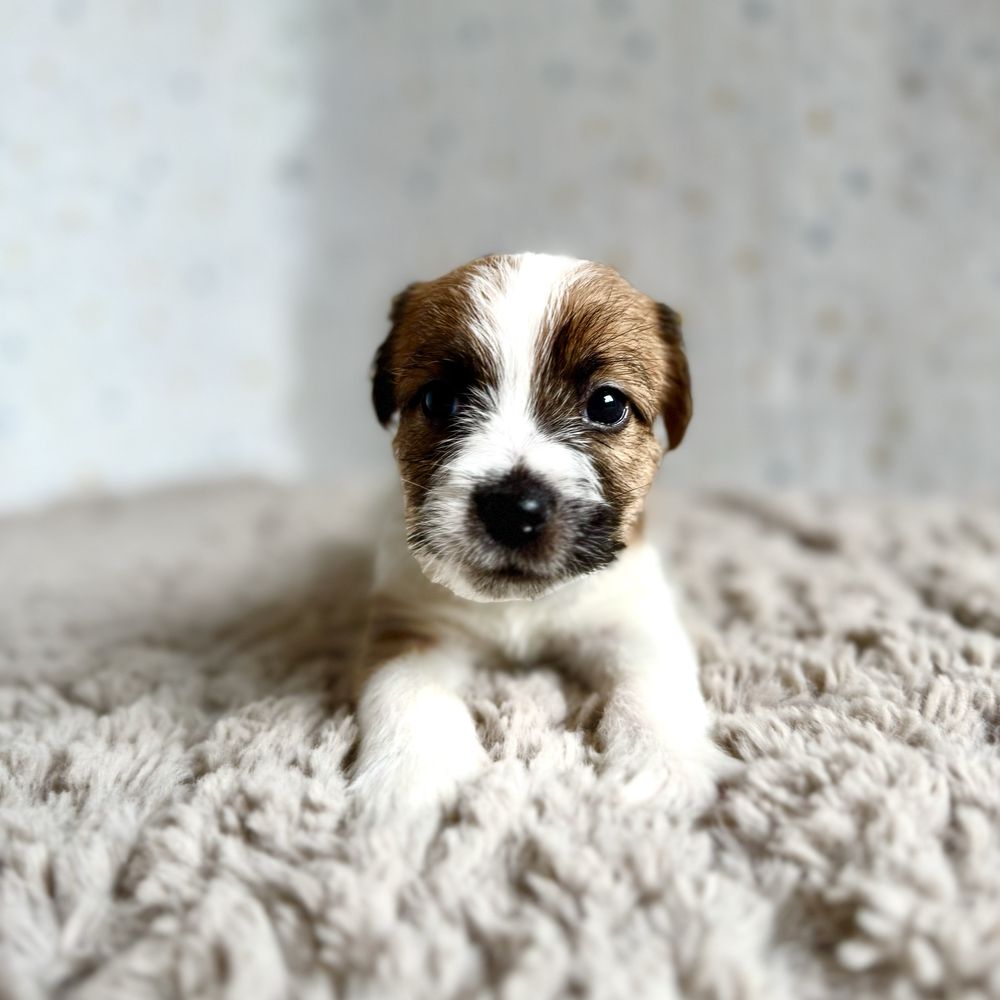 Jack Russell Terrier- biało- brązowa sunia z rodowodem ZKwP