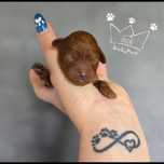 Pudel toy maltipoo  pochoon bichpoo f1b loki badania paszport wyprawka