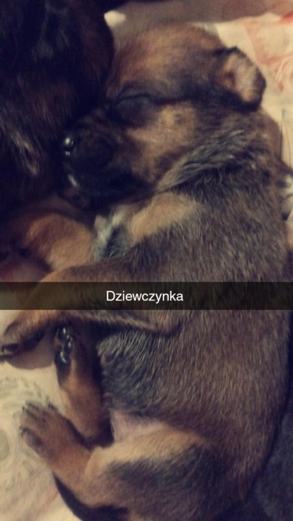 Oddam w dobre ręce