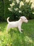 Jack Russell Terier, suczka