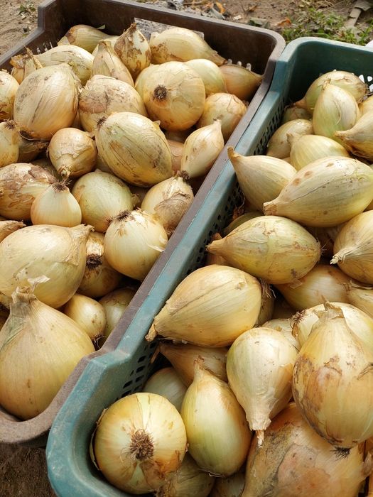 Cebula cukrowa i czerwona