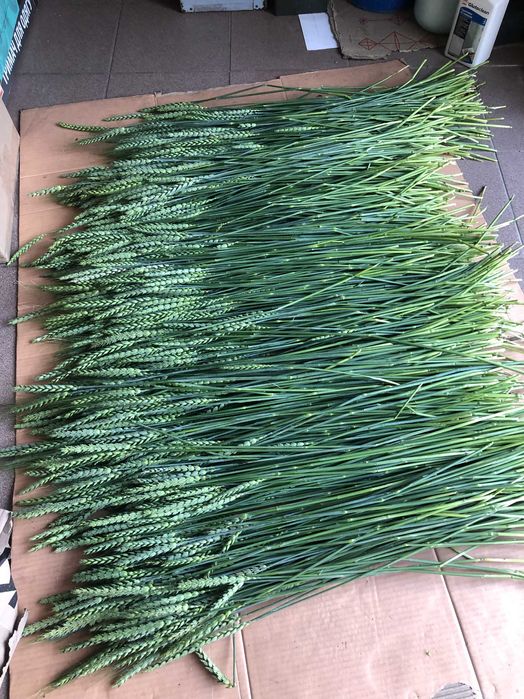 Колоски пшениці мятного кольору.