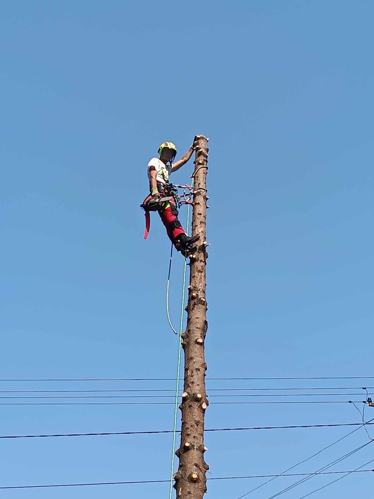 Wycinka drzew metodą alpinistyczną