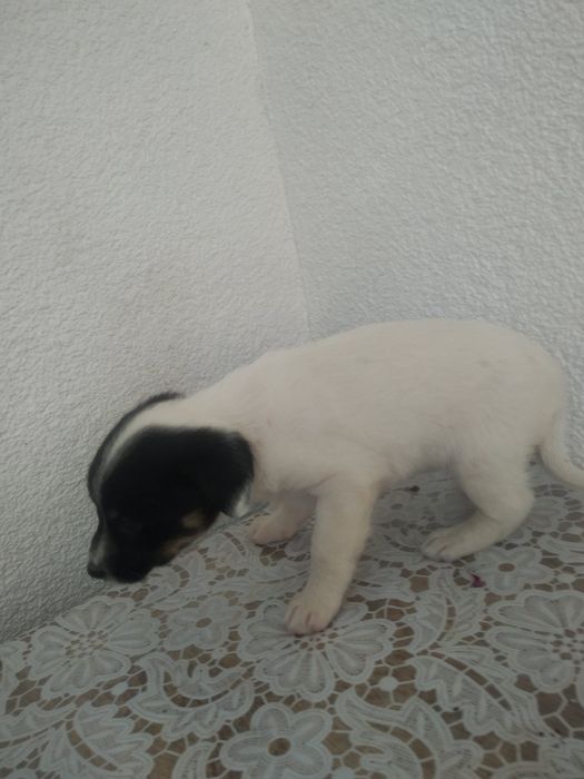 Дівчинка безкоштовно