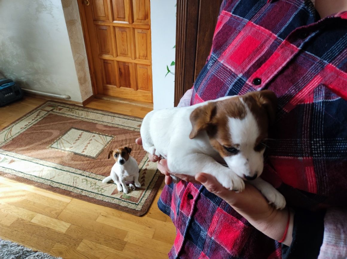 Jack Russell Terrier ZKwP FCI gładkowłosa suczka FIFI