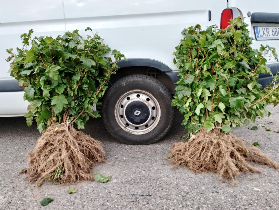 Porzeczka, porzeczki, Agrest Tisel/Tihoppe/Gofert/Ruben