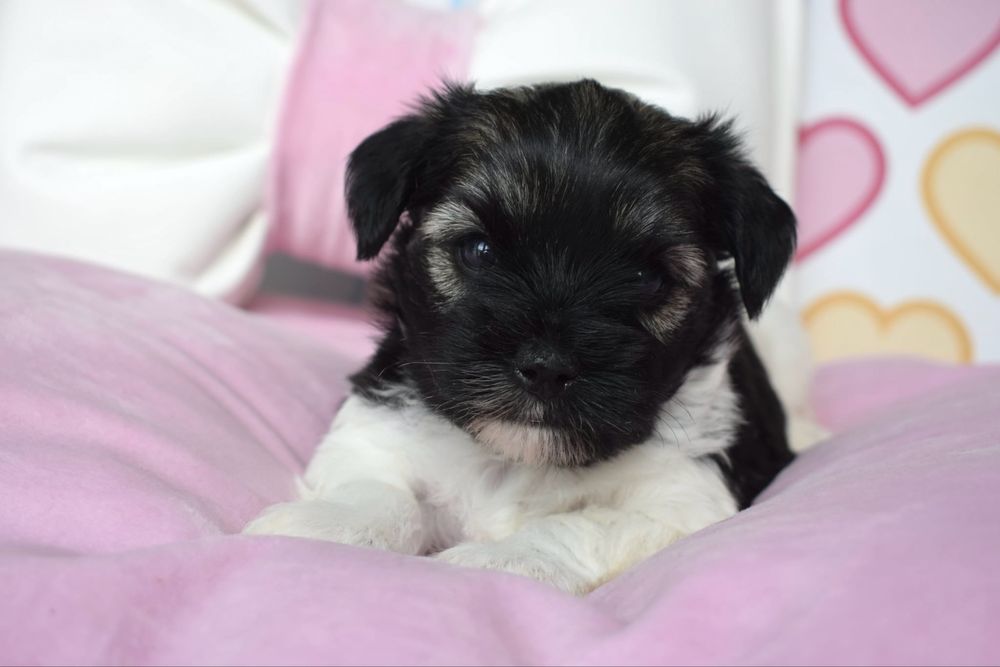 Biewer Terrier śliczna suczka york