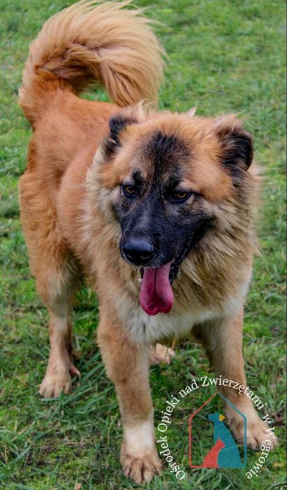 Piesek Orion szuka domu