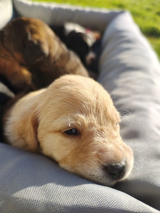 Oddam szczeniaki w dobre ręce!
Do pokochania czekają urocze maluchy po