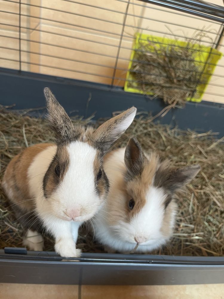 Kroliki piekne samiczki