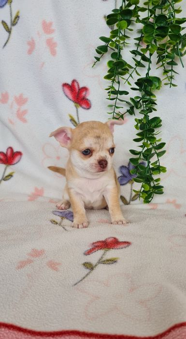 Excelente menina mini chihuahua/chiuaua linhagem Russa.Qualid