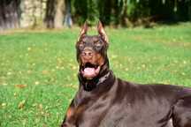 Doberman swietny 2letni piesek idealny do pracy