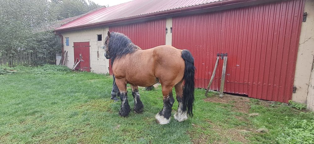 Sprzedam Konia Zimnokrwistego