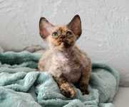 Grażyna czekoladowa szylkretka kotka do hodowli Devon Rex