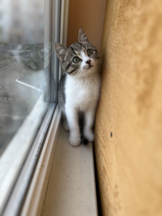 Котенок девочка Леона 2 мес