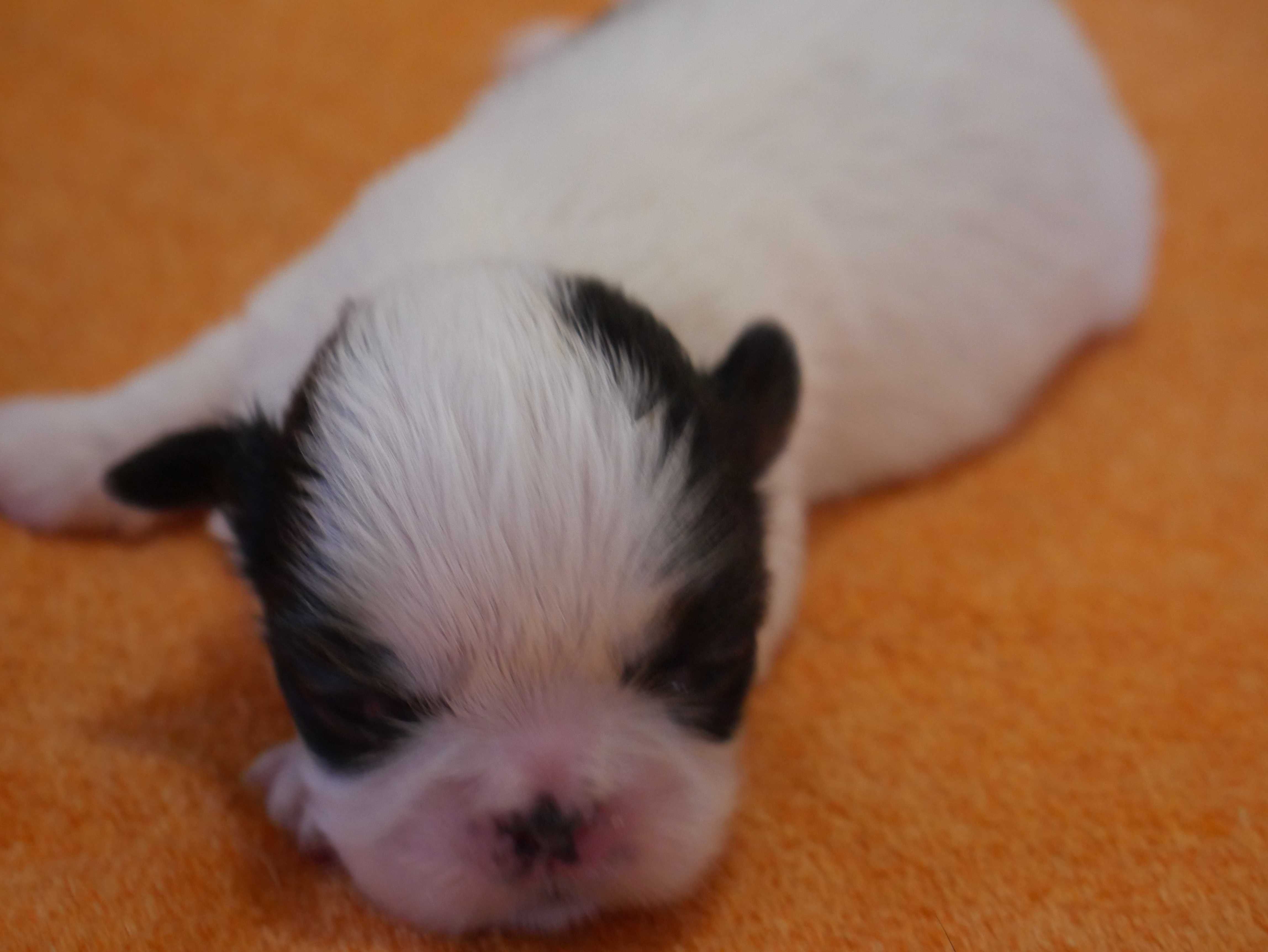 SHIH TZU - suczka do rezerwacji