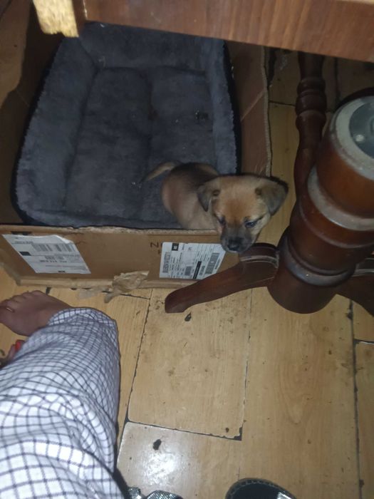 Oddam za darmo szczeniaki