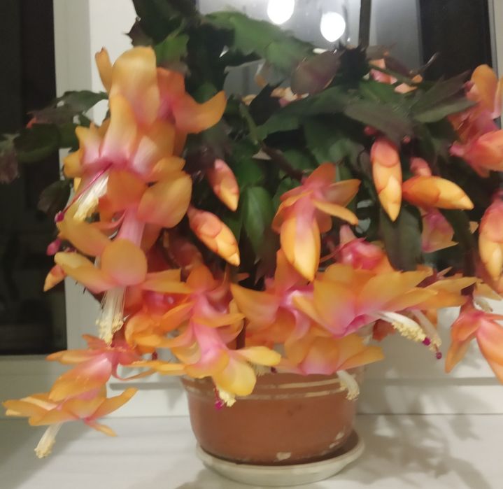 Шлюмбергера рождественник