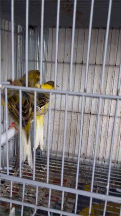 Canários para venda