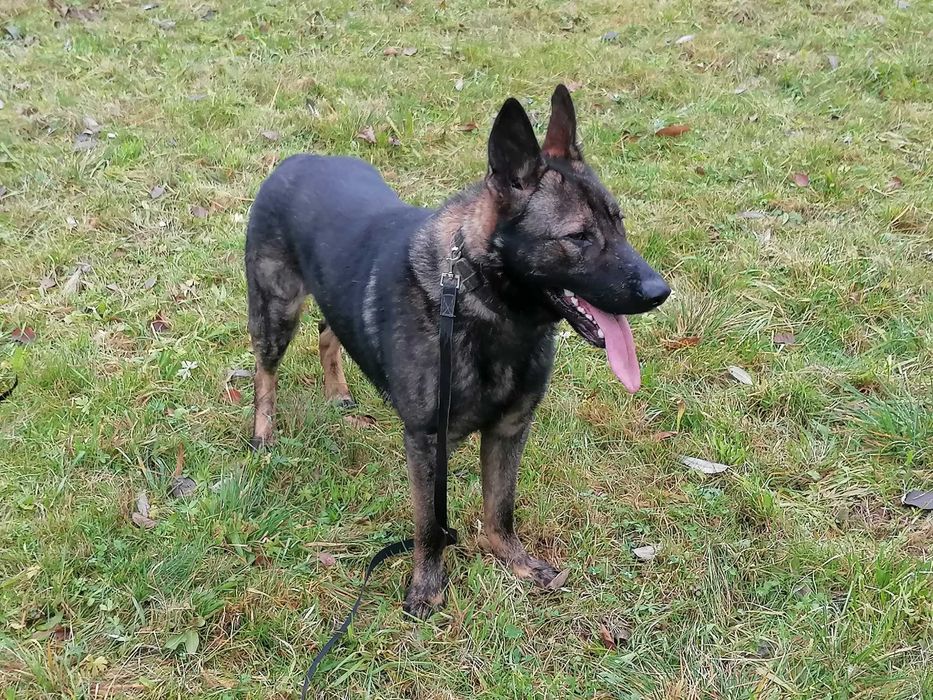 owczarek niemiecki uzytkowy pies 15 mis