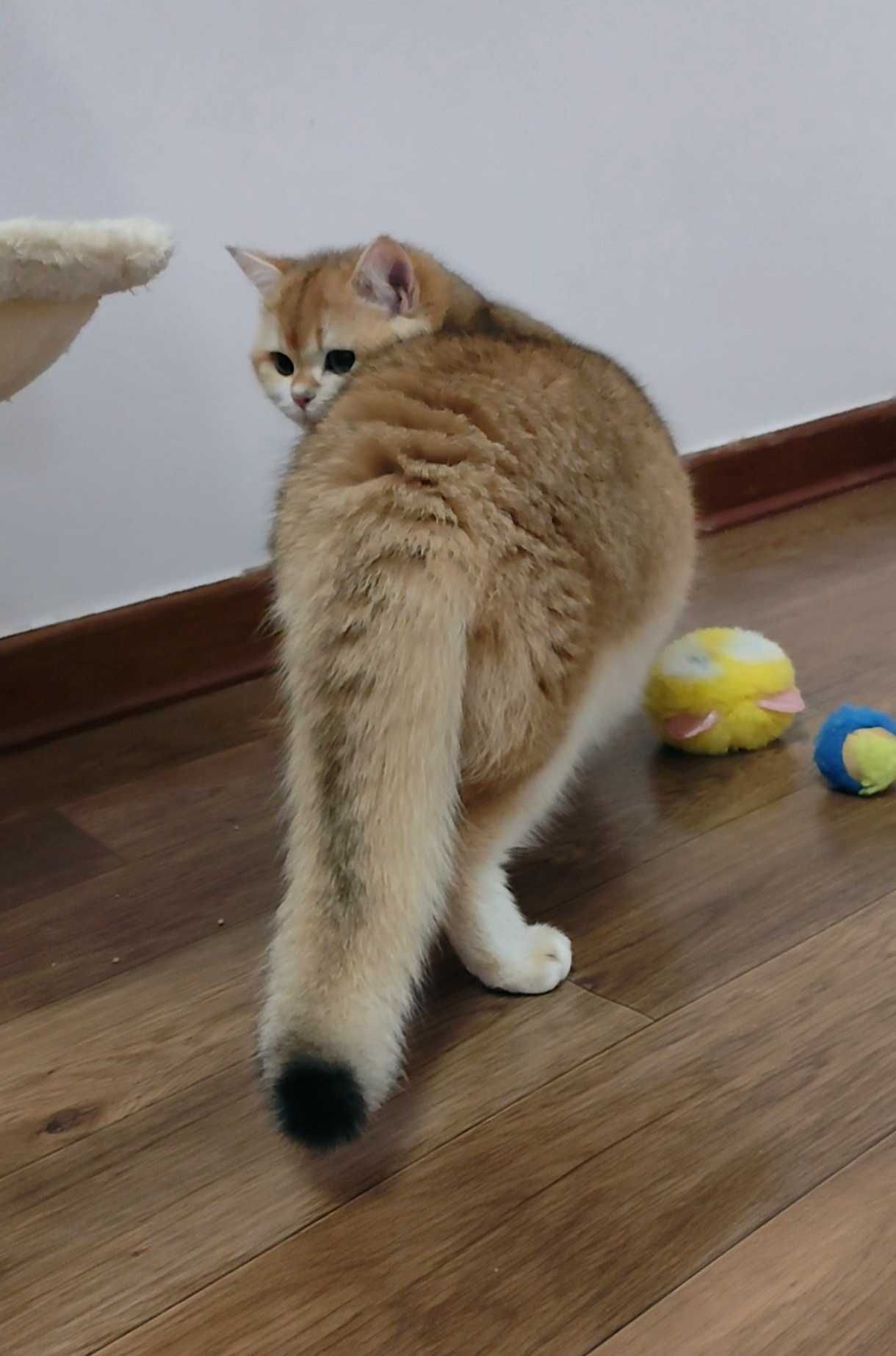 Macho British Golden Shorthair para acasalar.