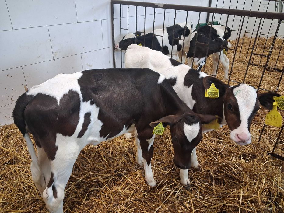 byczki cielaki cielęta