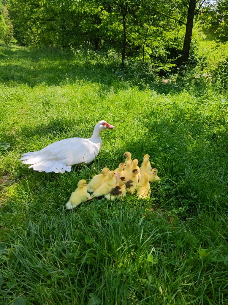 Młode  pisklęta własnego chowu z pod kwoki nie przed  wcześniejszą rez