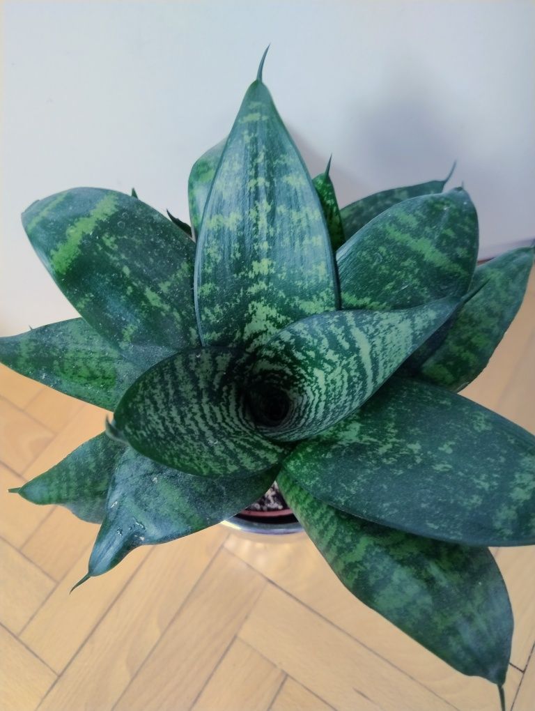 Sansewiera Trifaciata 'HAHNII' doniczka  C12