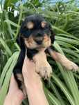 Cocker spaniel angielski piesek